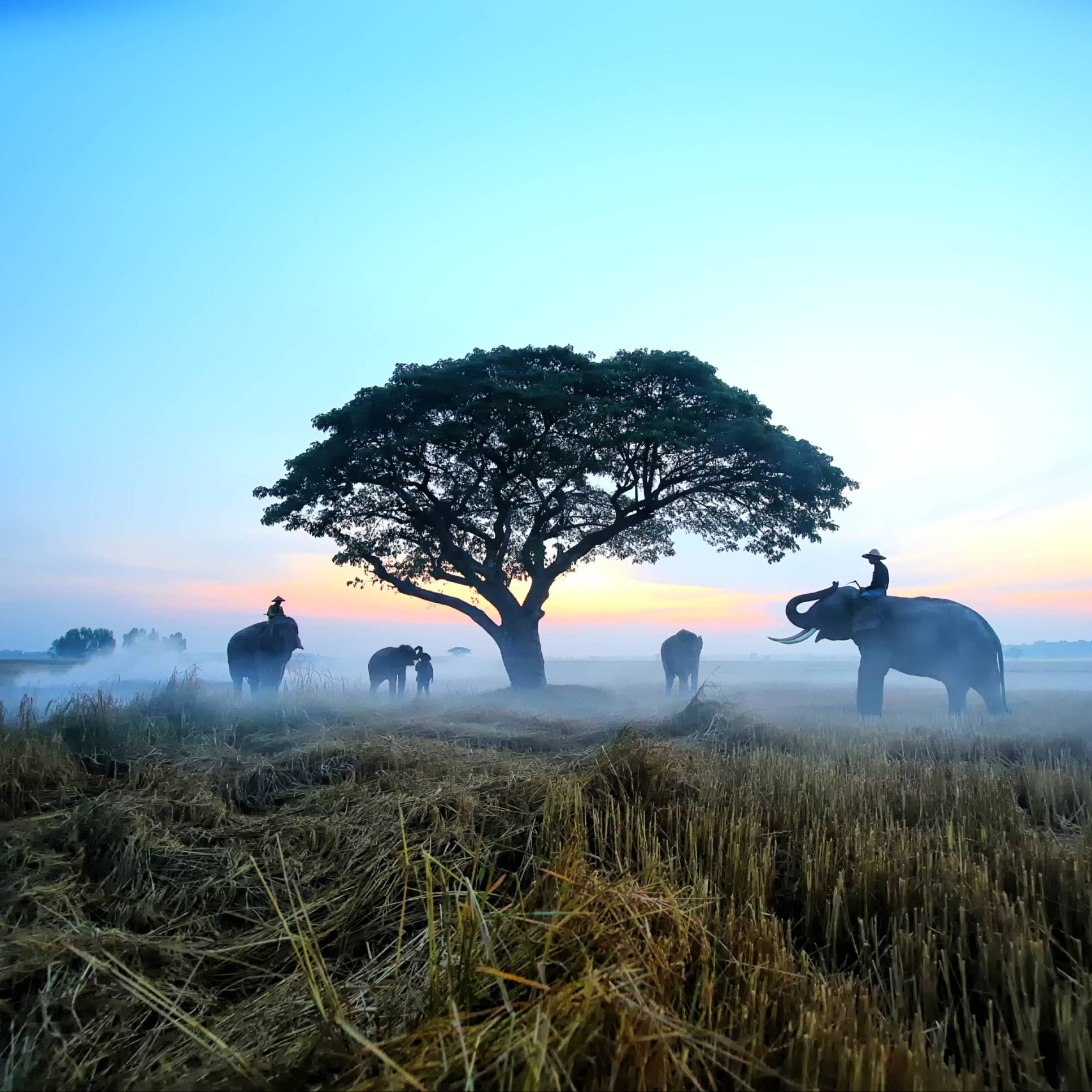 men elephants landscape sunset 1 2 1